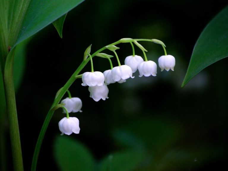 flowers-that-start-with-l-photos-facts-growing-zones-habitats