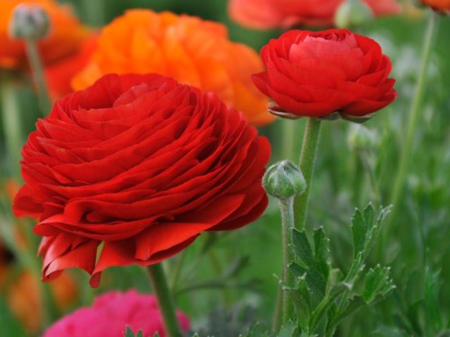 Flowers that Start with R: Photos, Facts, Growing Zones, Habitats