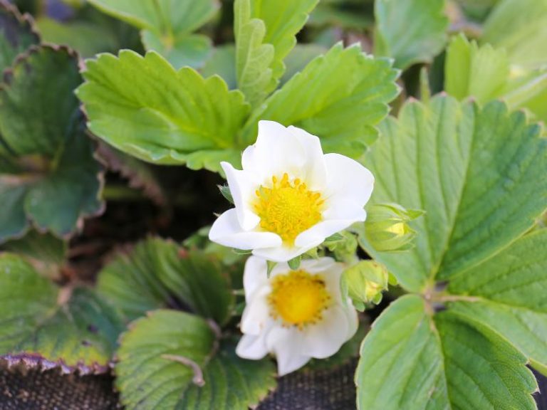 Flowers that Start with R: Photos, Facts, Growing Zones, Habitats