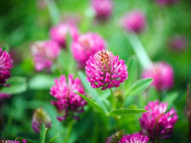 Flowers that Start with R: Photos, Facts, Growing Zones, Habitats