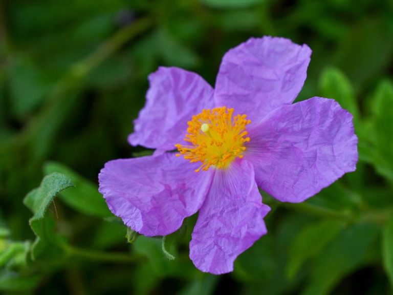 Flowers that Start with R: Photos, Facts, Growing Zones, Habitats