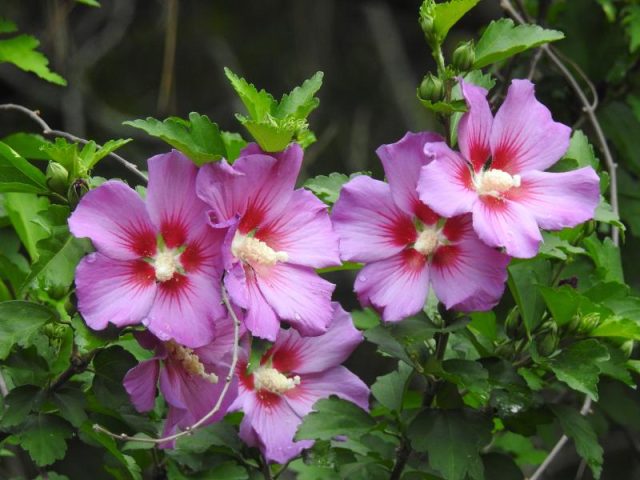 Flowers that Start with R: Photos, Facts, Growing Zones, Habitats