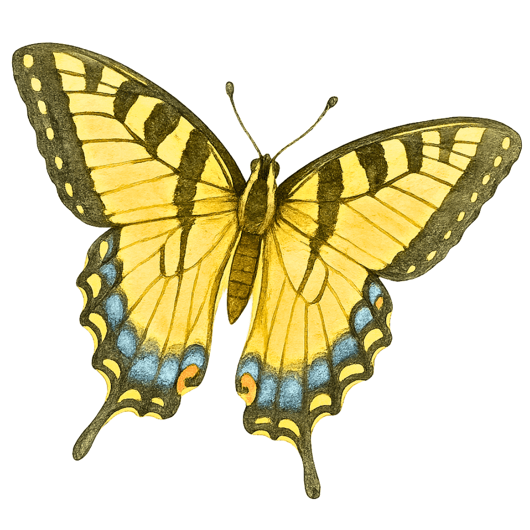 canadian swallowtail butterfly illustration from the Trillium Montessori Biomes Curriculum