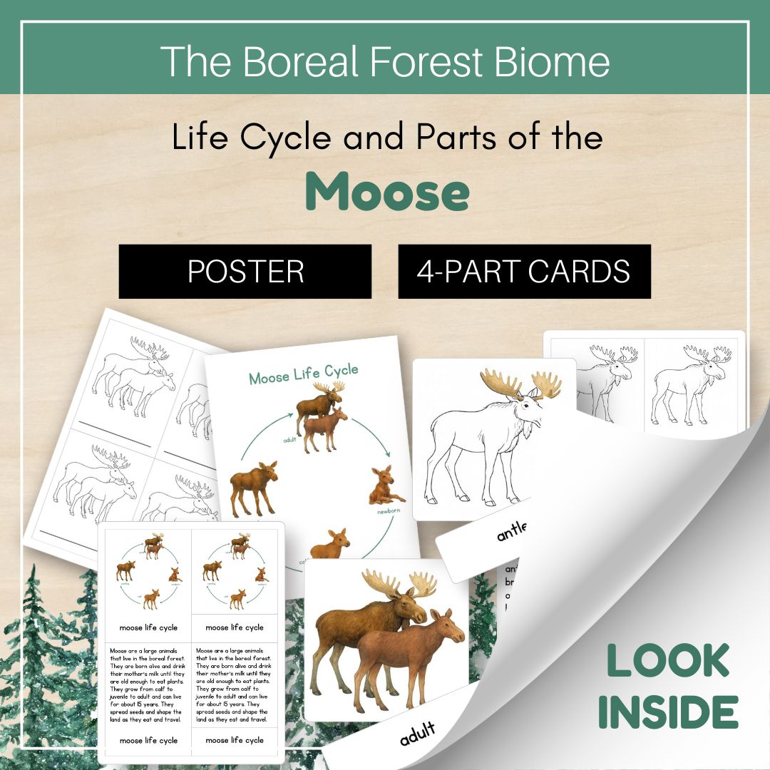Thumbnails- Boreal Forest Biome Look Inside- Animal Life Cycle
