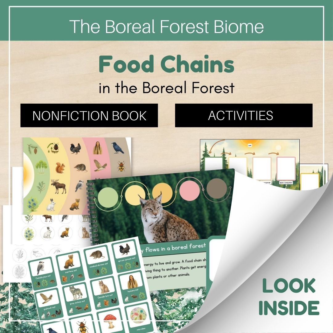 Thumbnails- Boreal Forest Biome Look Inside- Food Chains