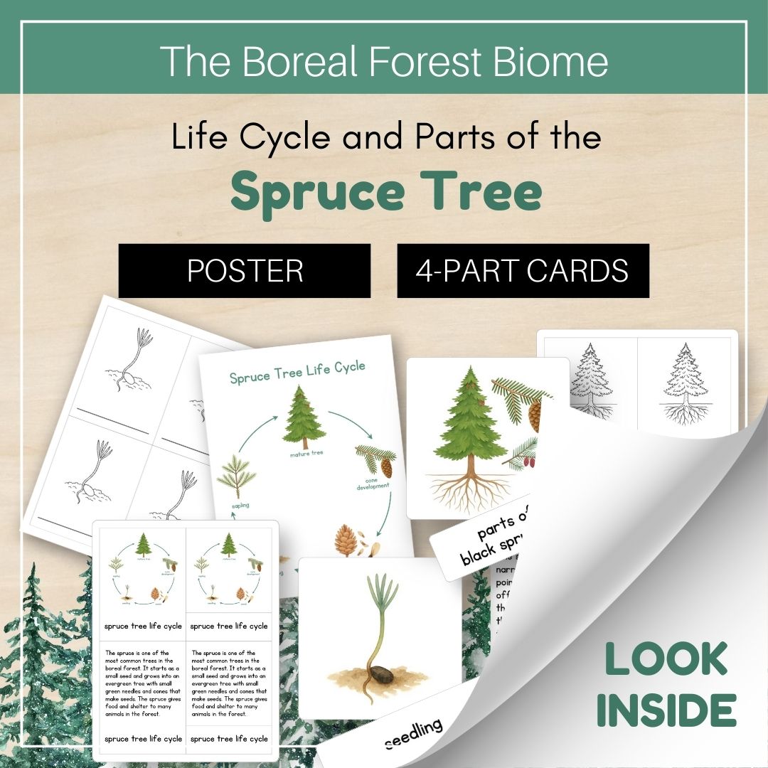 Thumbnails- Boreal Forest Biome Look Inside- Plant Life Cycle