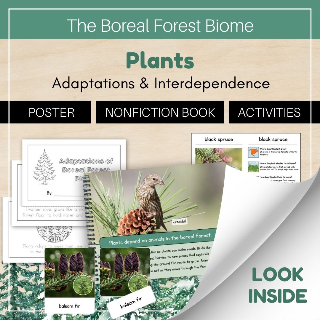 Thumbnails- Boreal Forest Biome Look Inside- Plants