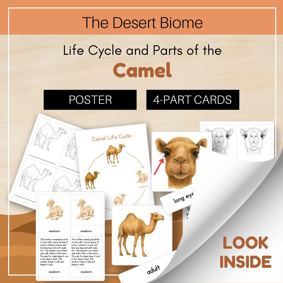 Thumbnails- Desert Biome Look Inside- Animal Life Cycle