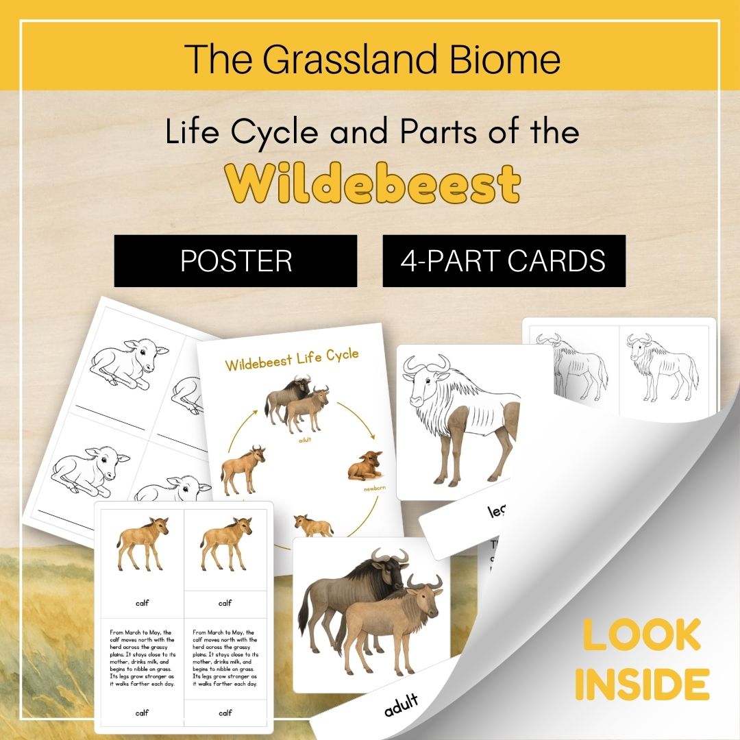 Thumbnails- Grassland Biome Look Inside- Animal Life Cycle