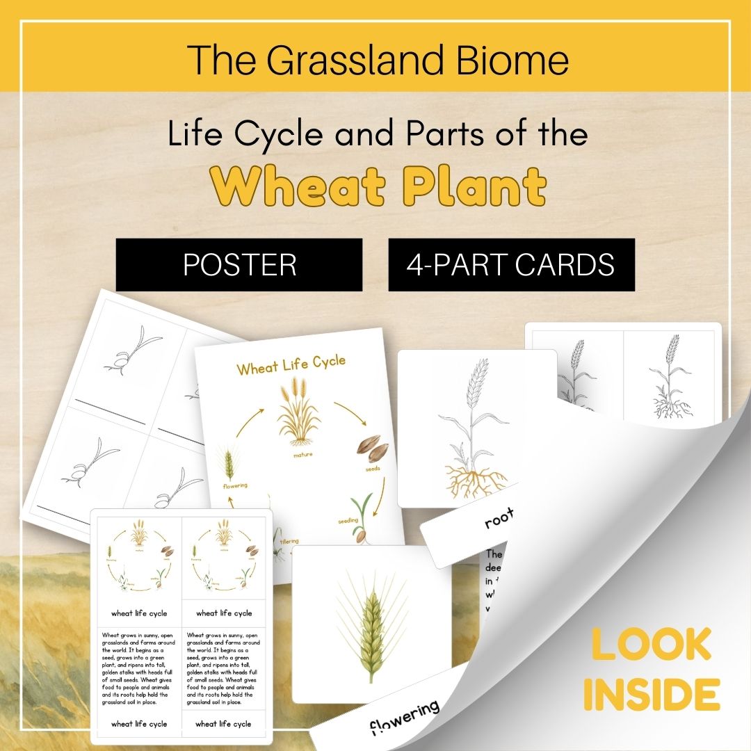 Thumbnails- Grassland Biome Look Inside- Plant Life Cycle