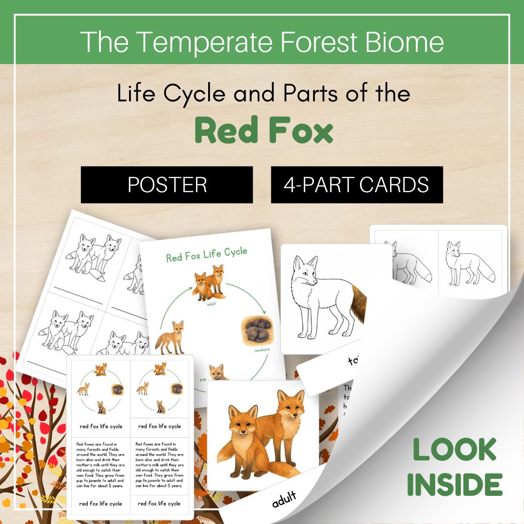 Thumbnails- Temperate Forest Biome Look Inside- Animal Life Cycle
