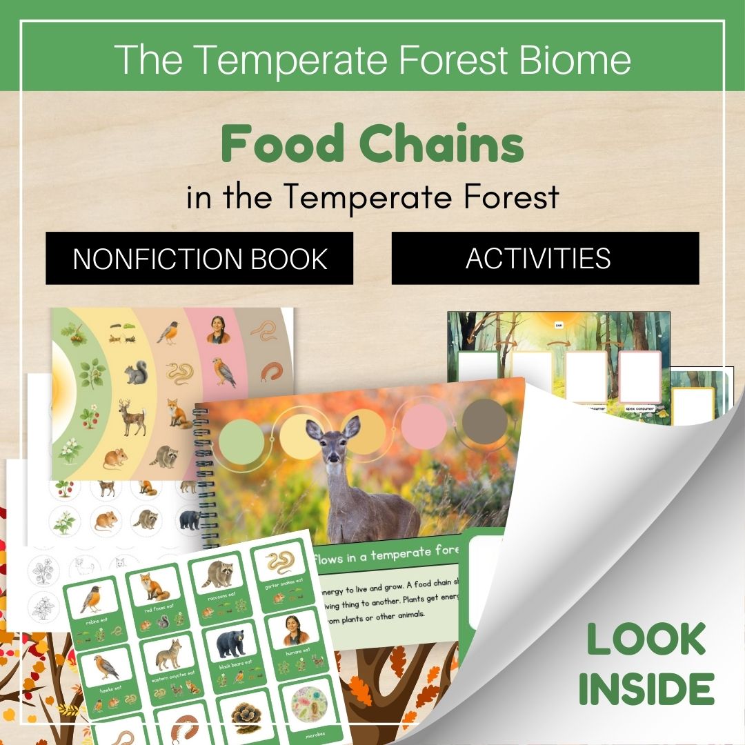 Thumbnails- Temperate Forest Biome Look Inside- Food Chains