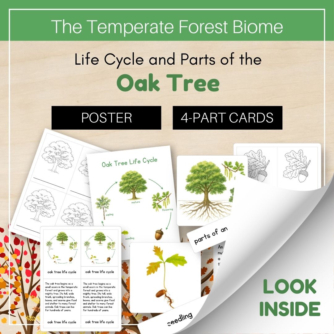Thumbnails- Temperate Forest Biome Look Inside- Plant Life Cycle