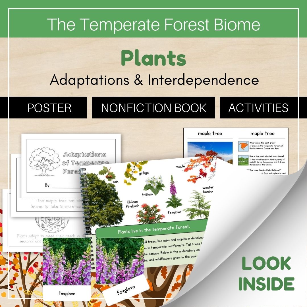 Thumbnails- Temperate Forest Biome Look Inside- Plants