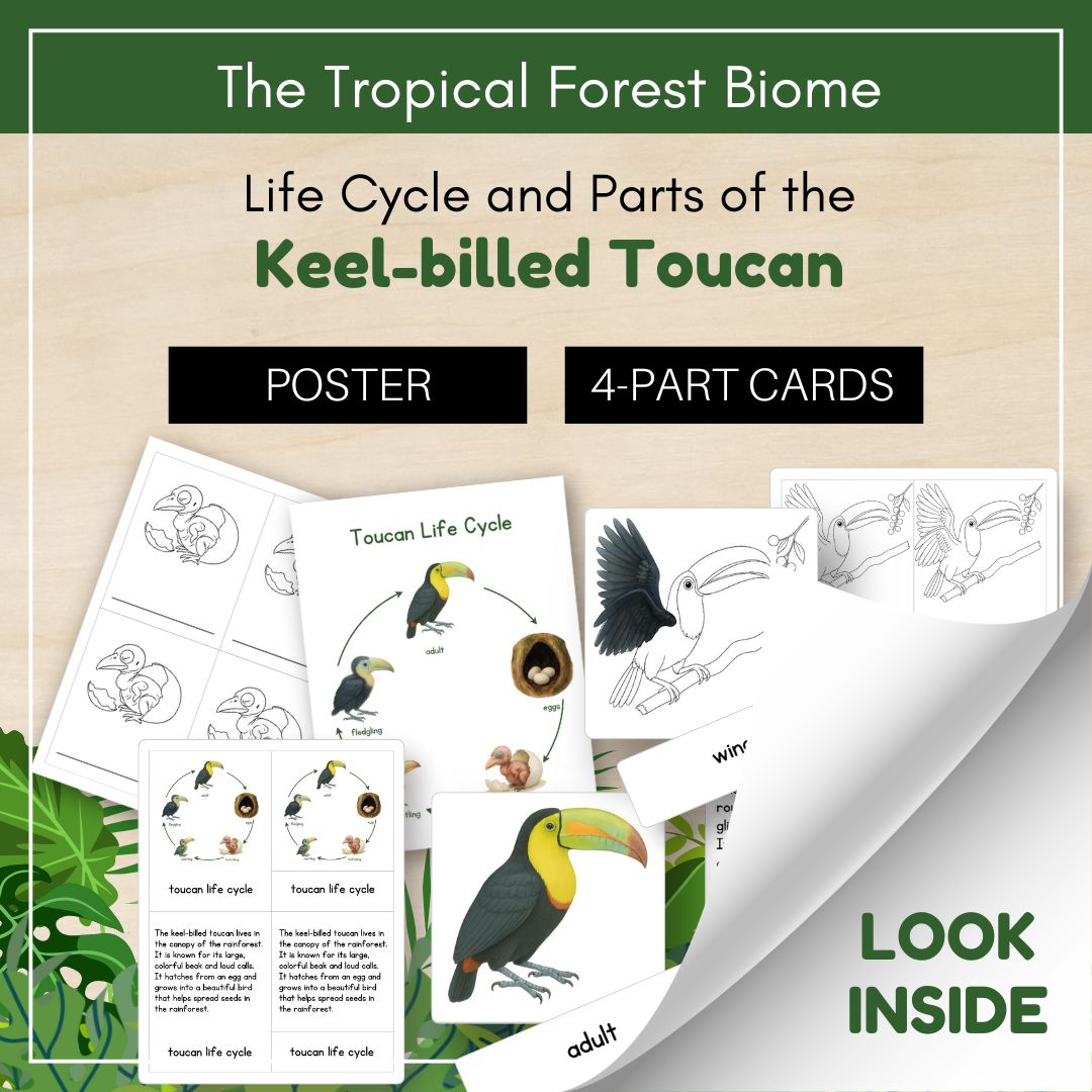 Thumbnails- Tropical Forest Biome Look Inside- Animal Life Cycle