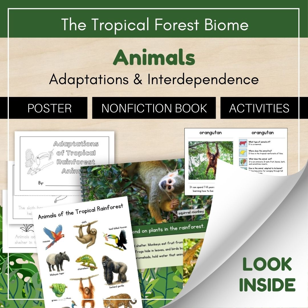 Thumbnails- Tropical Forest Biome Look Inside- Animals