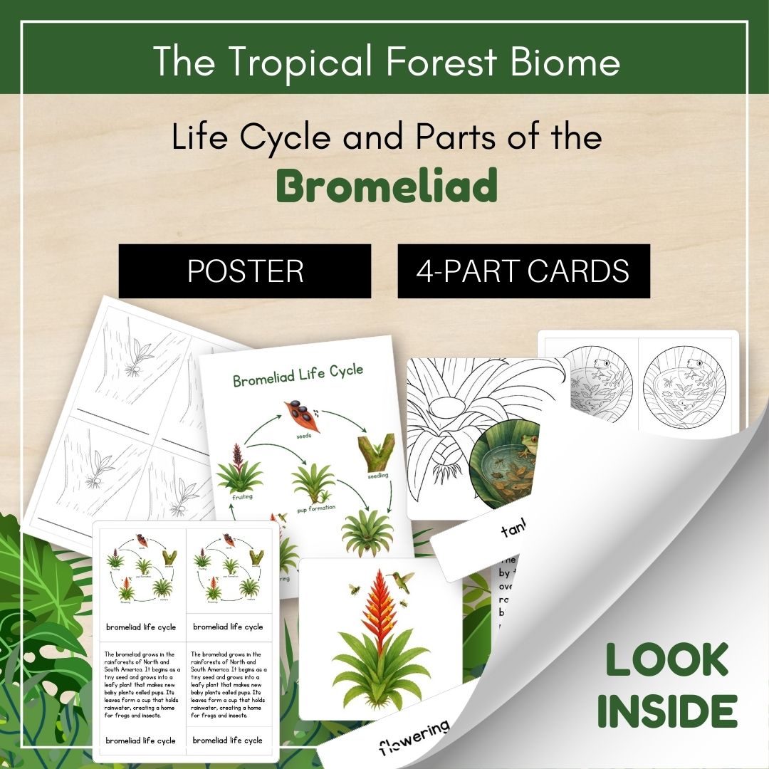 Thumbnails- Tropical Forest Biome Look Inside- Plant Life Cycle