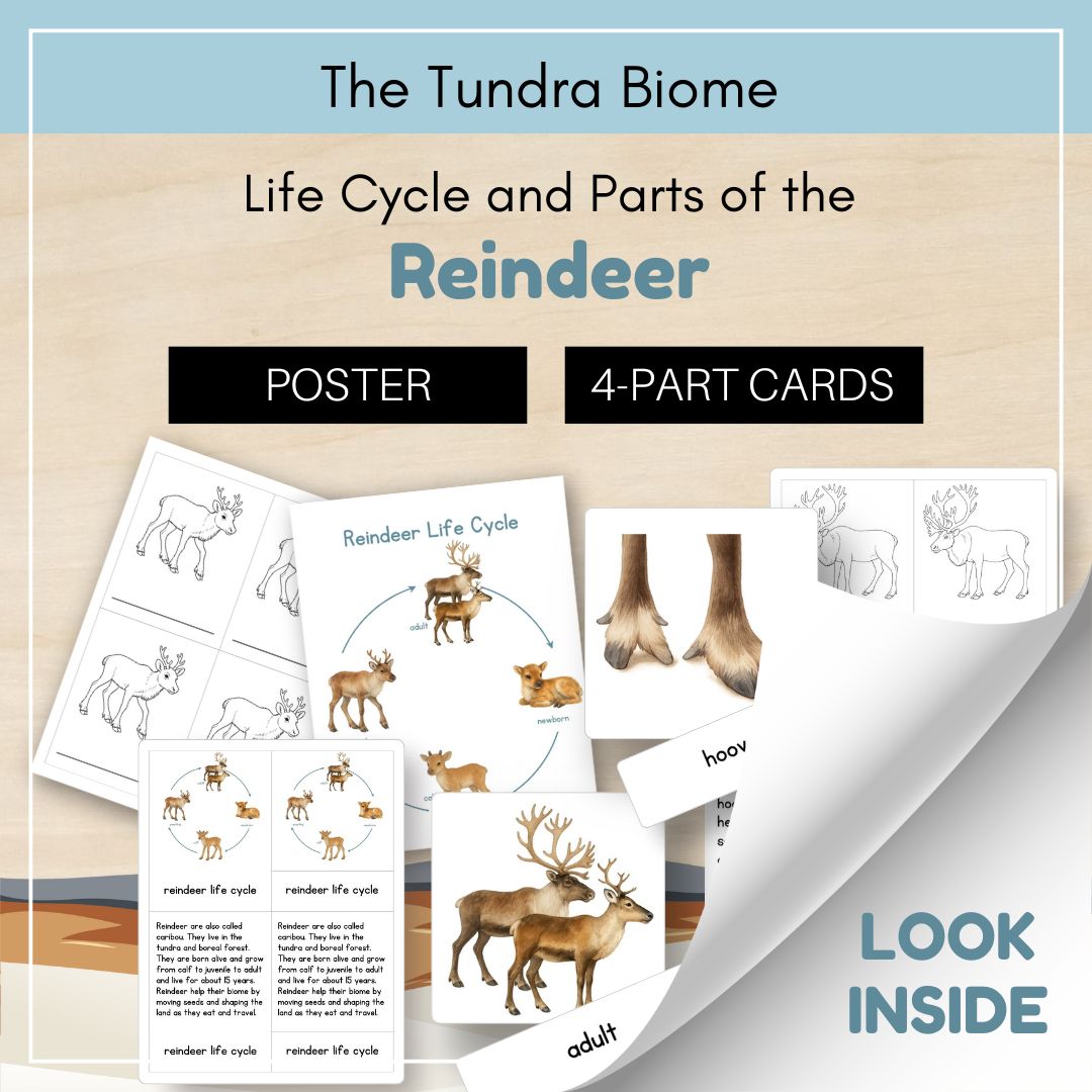 Thumbnails- Tundra Biome Look Inside- Animal Life Cycle