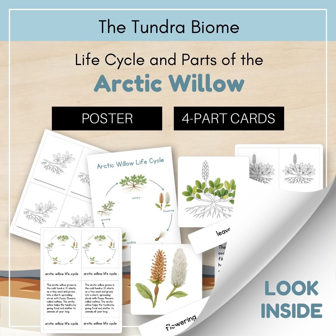 Thumbnails- Tundra Biome Look Inside- Plant Life Cycle