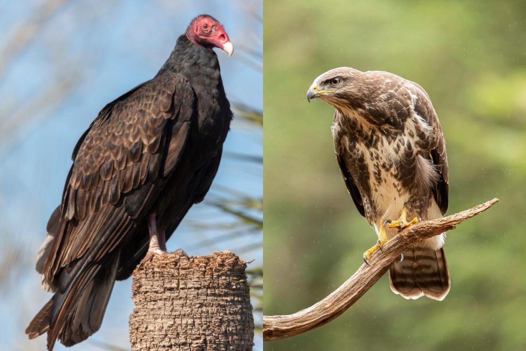 Left: dark plumaged vulture with red head perched on a stump; Right: brown mottled buzzard perched on a curved branch against a green blurred background