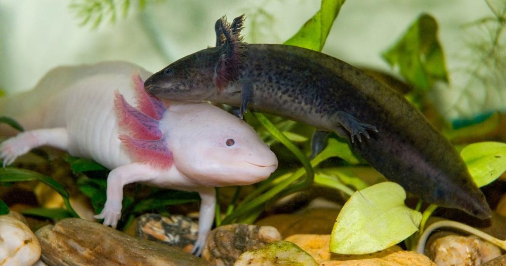 Pink axolotl with delicate external gills beside a dark mudpuppy among green aquatic plants and smooth pebbles