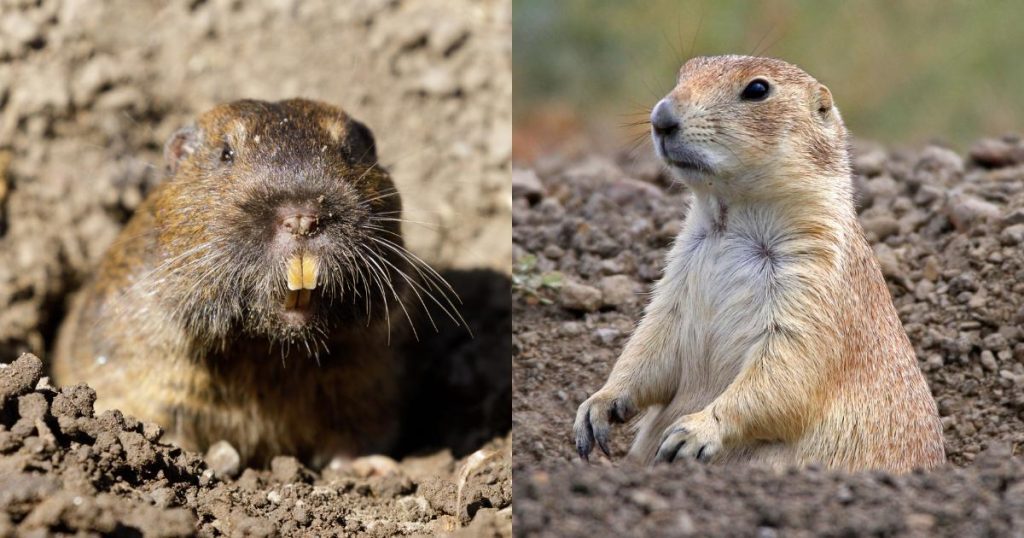 Gopher and prairie dog side-by-side in dirt, left gopher with brown fur and prominent long whiskers, right prairie dog with tan fur and lighter underbelly