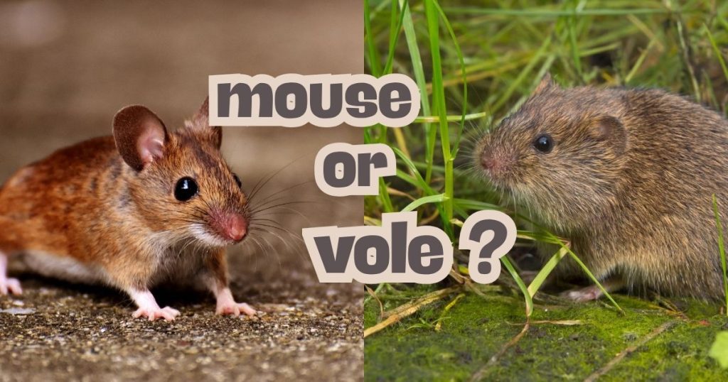 “Mouse or vole?” shows two rodents with brown fur on dirt and green grass, helping explain mouse versus vole differences.