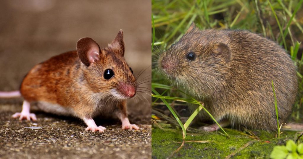 Brown mouse on the left with a glossy eye and whiskers, and a dense brown vole on the right among grass, highlighting a side-by-side rodent comparison