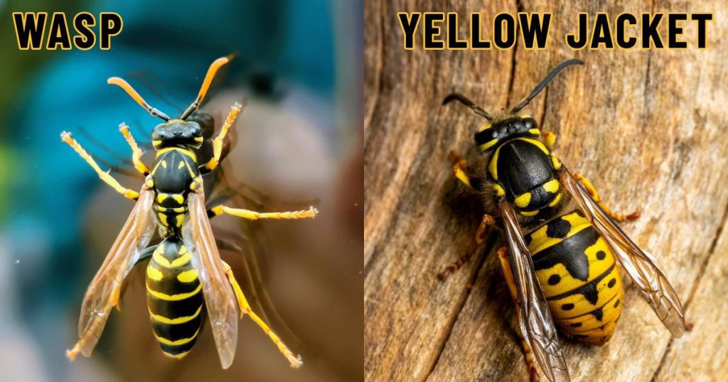 Split-image shows a Wasp with black and yellow stripes on the left and a Yellow Jacket with bold yellow and black bands on wood on the right, highlighting their distinctive color patterns.