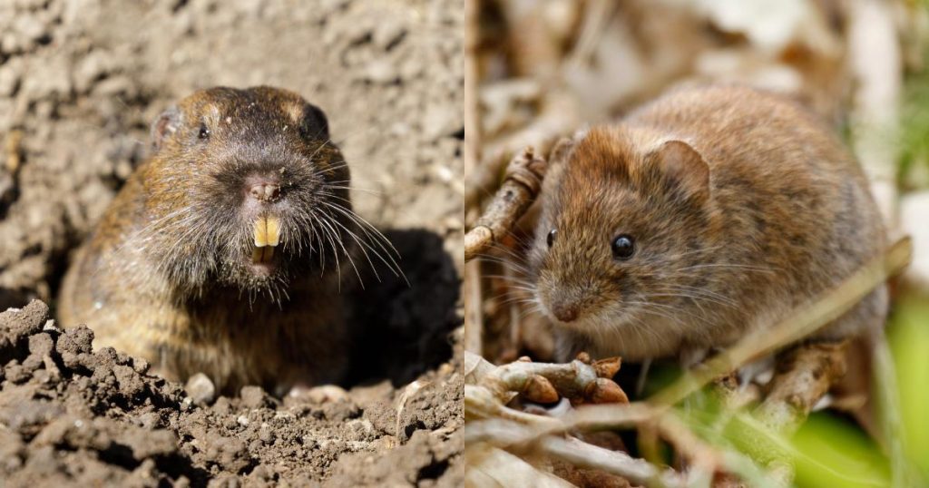 Side-by-side image of a gopher and a vole, highlighting brown fur on the gopher and the compact body of the vole, with a focus on their distinctive features like the gopher's long incisors
