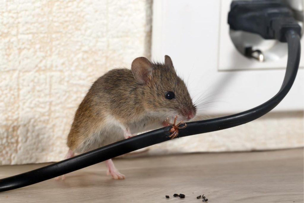 Mouse vs shrew example showing a house mouse chewing on an electrical cord inside a home.