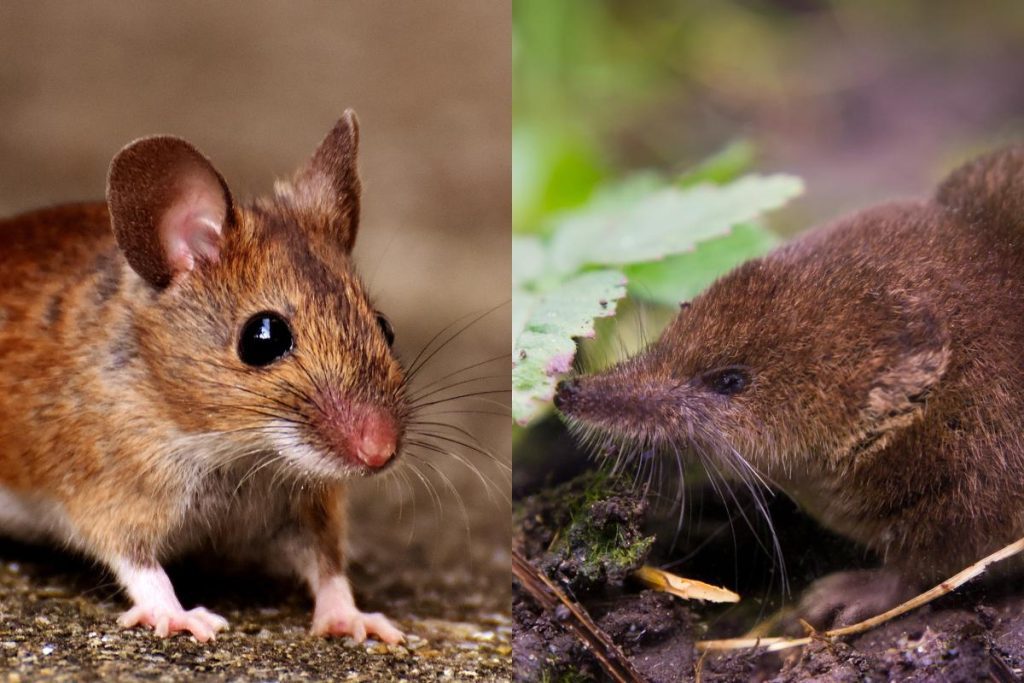 Mouse vs shrew close-up showing rounded mouse face next to elongated snout of shrew.