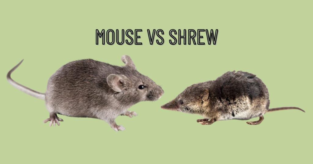 Mouse vs shrew full-body comparison showing differences in snout, ears, eyes, and tail length.