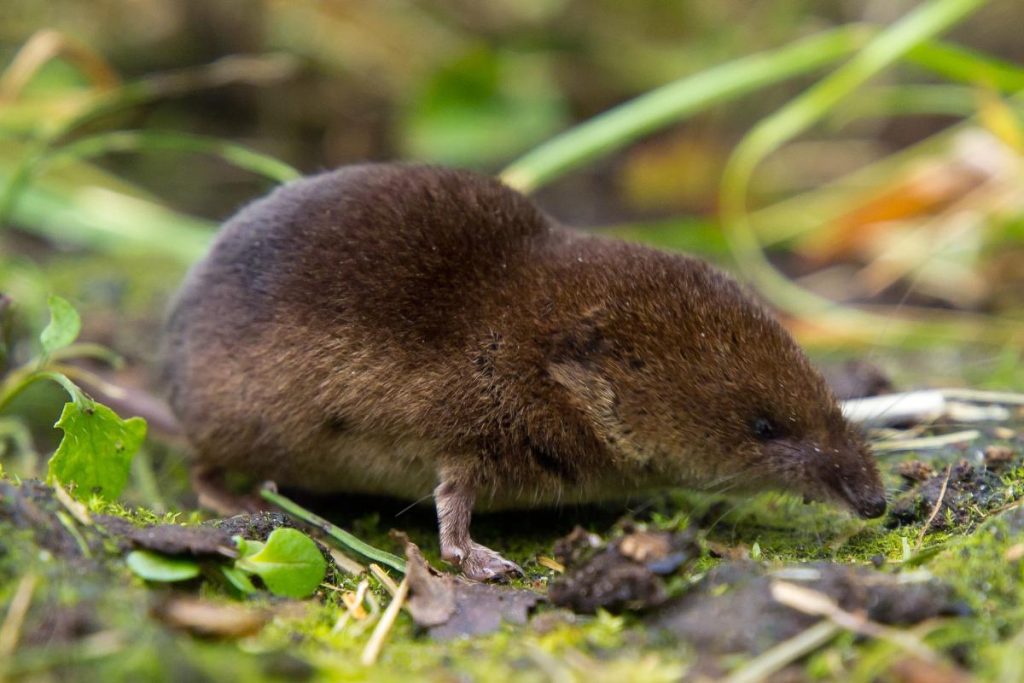Mouse vs shrew example showing a shrew on a moist forest floor in its natural habitat.
