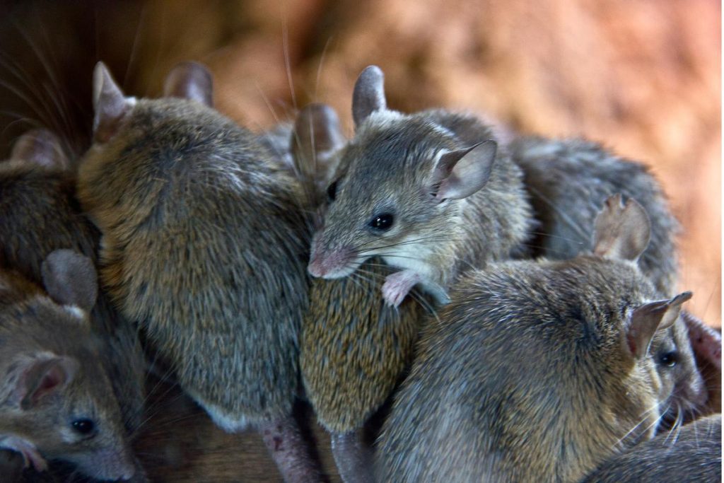 Mouse vs shrew social behavior example showing multiple mice huddled together outdoors.