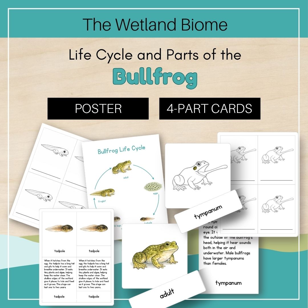 Thumbnails Bullfrog Life Cycle Wetland Biome 1