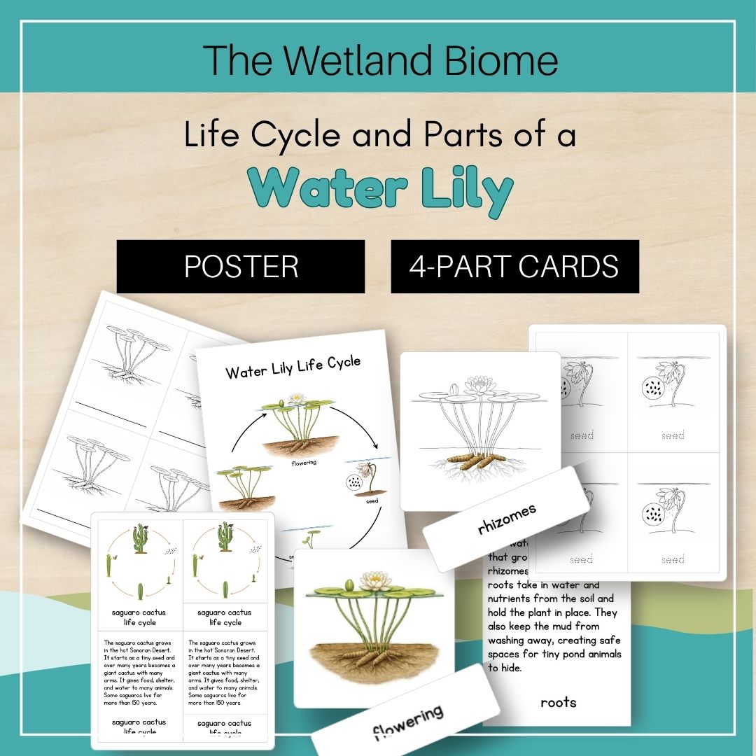 Thumbnails Water Lily Life Cycle Wetland Biome 1