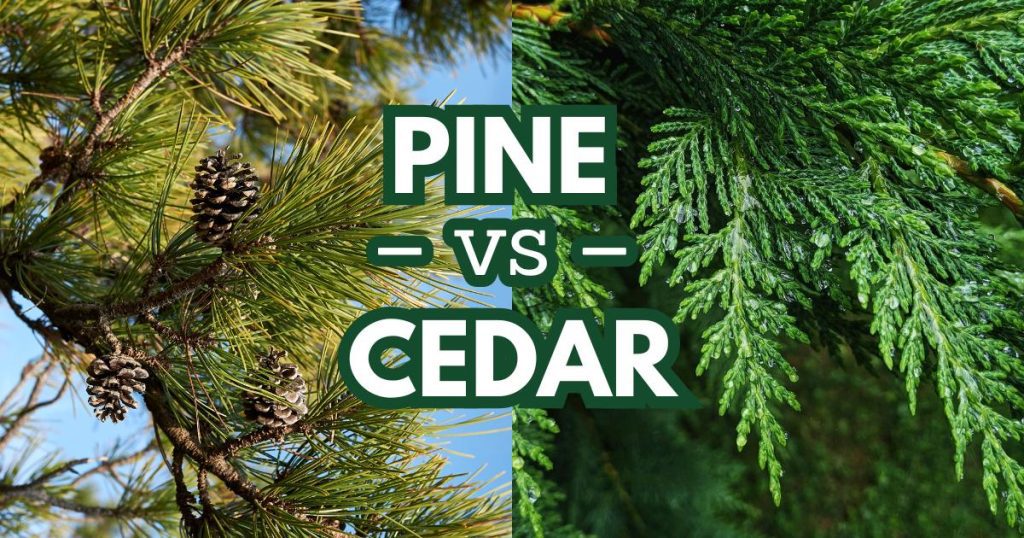 Green pine needles with brown cones and lush cedar foliage under bold “PINE vs CEDAR” text, comparing pine trees with cedar trees.