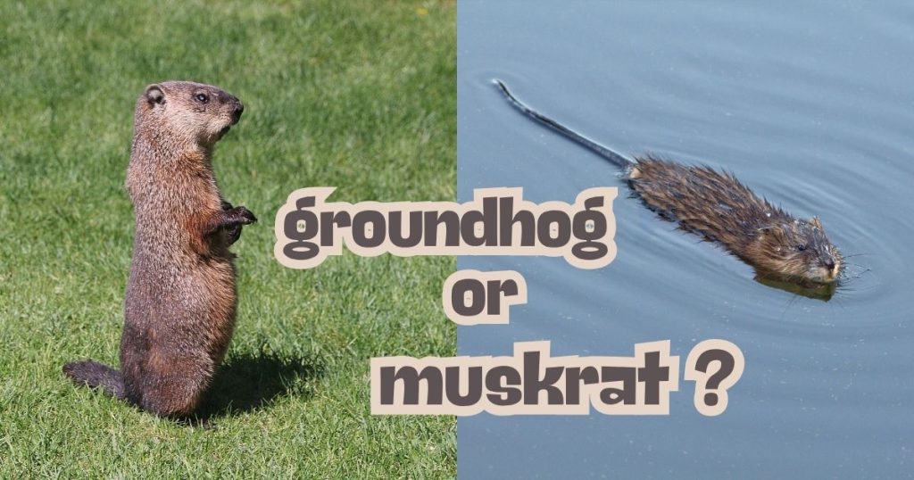 Groundhog vs Muskrat comparison showing a brown groundhog on grass and a muskrat in water with a “Groundhog or muskrat?” text overlay.