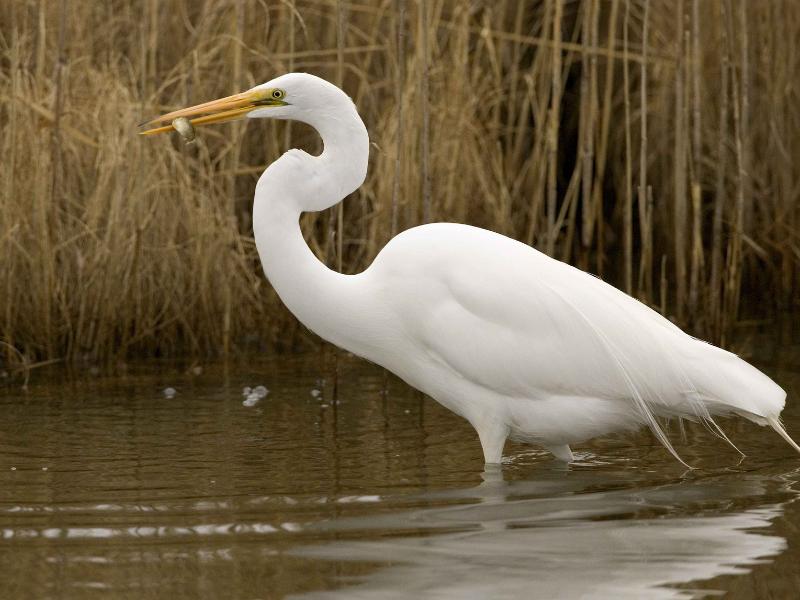 Bright white Great Egret with long S-curved neck, yellow bill, and black legs stands in shallow marsh water beside brown reeds.