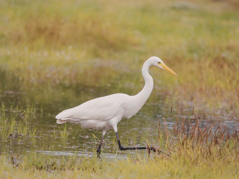 A white egret standing at the edge of shallow water in a grassy marsh, with pure white plumage, long black legs, and a slender pale bill.