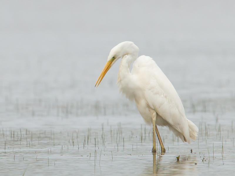 White heron hunting in shallow saltwater with solid white plumage and pale yellow legs, standing still near reeds in the Florida Keys wetlands