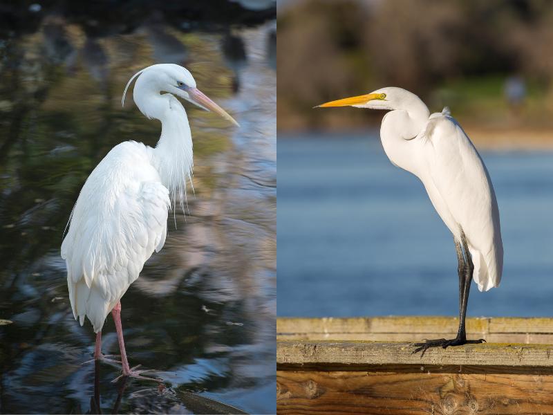 Compare White Heron and White Egret: both are large white wading birds, with non-webbed toes and distinct leg color— white heron has pale yellow legs and white egret has black legs.