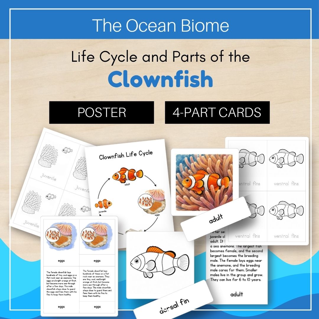 Thumbnails Clownfish Life Cycle Ocean Biome 1