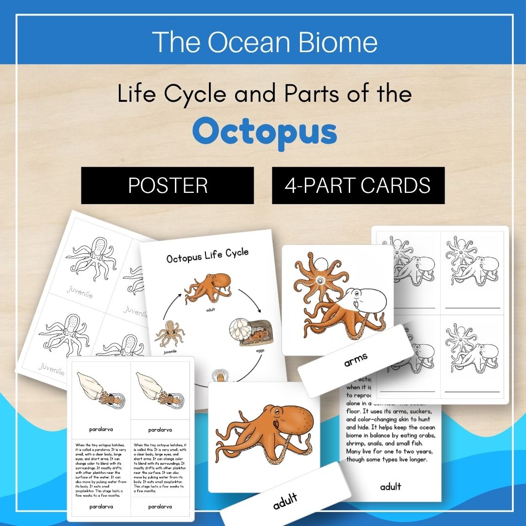 Trillium Montessori Ocean Biome materials show an octopus life cycle poster, four-part cards, and labeled parts cards with juvenile and adult stages.