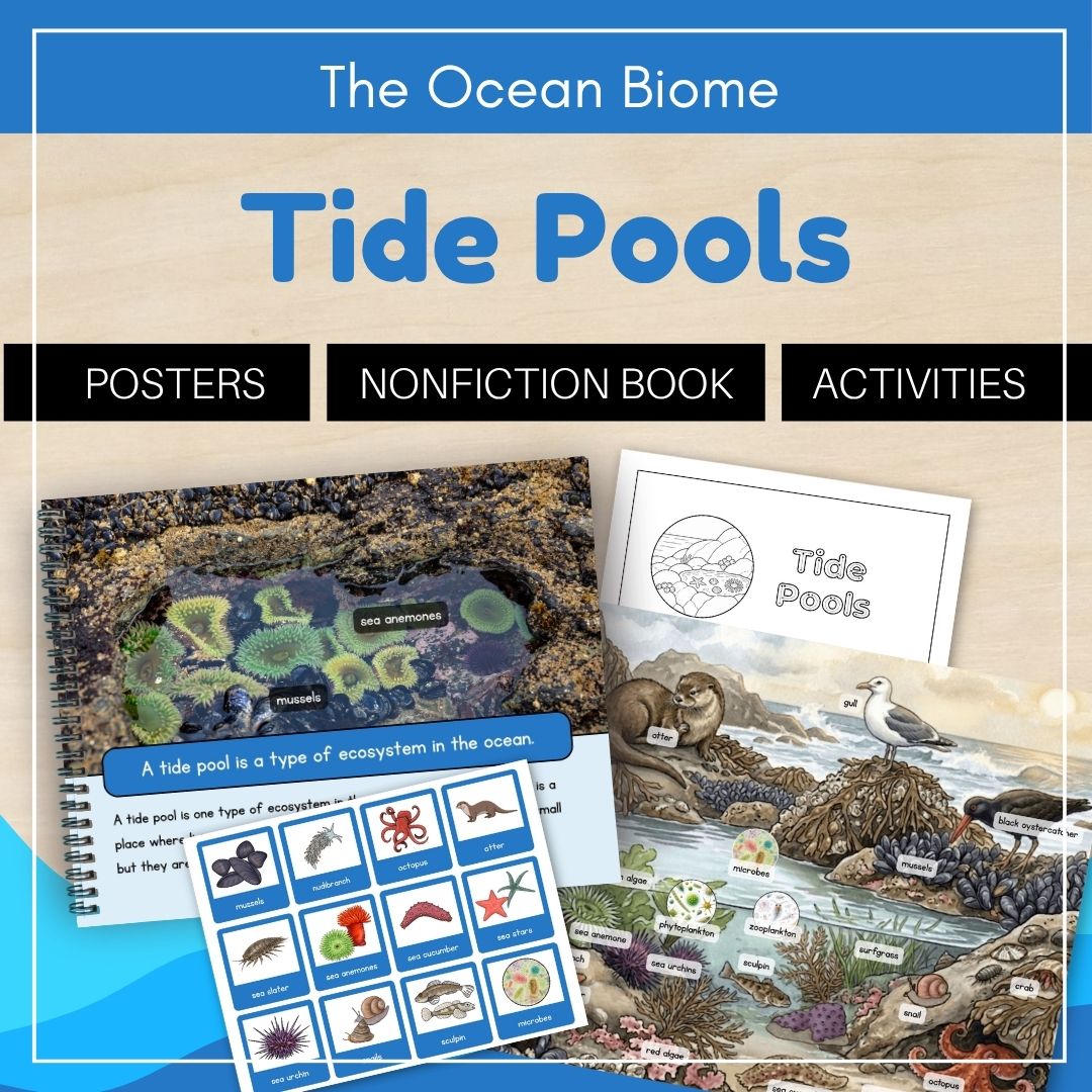 Thumbnails Tide Pool Ecosystem 1