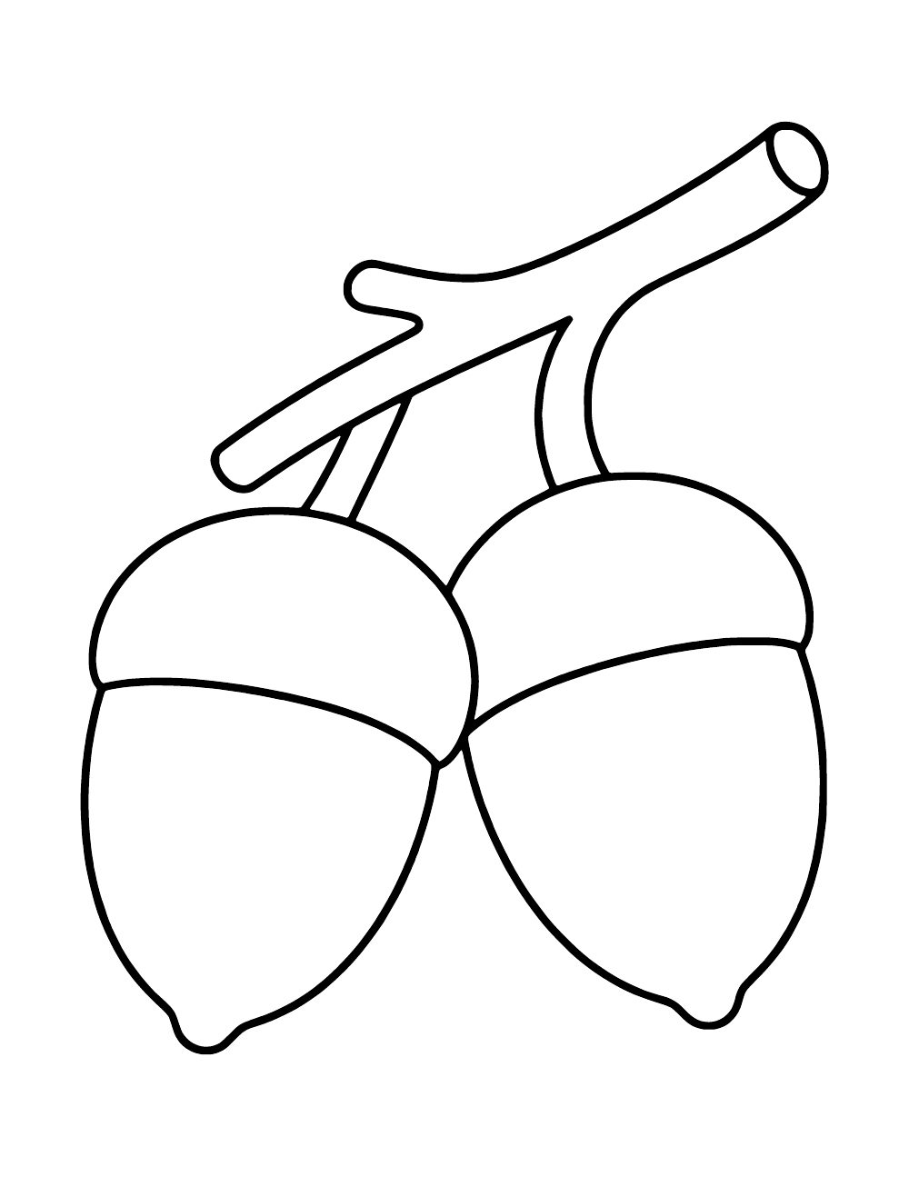 Two acorns hanging from a shared twig.