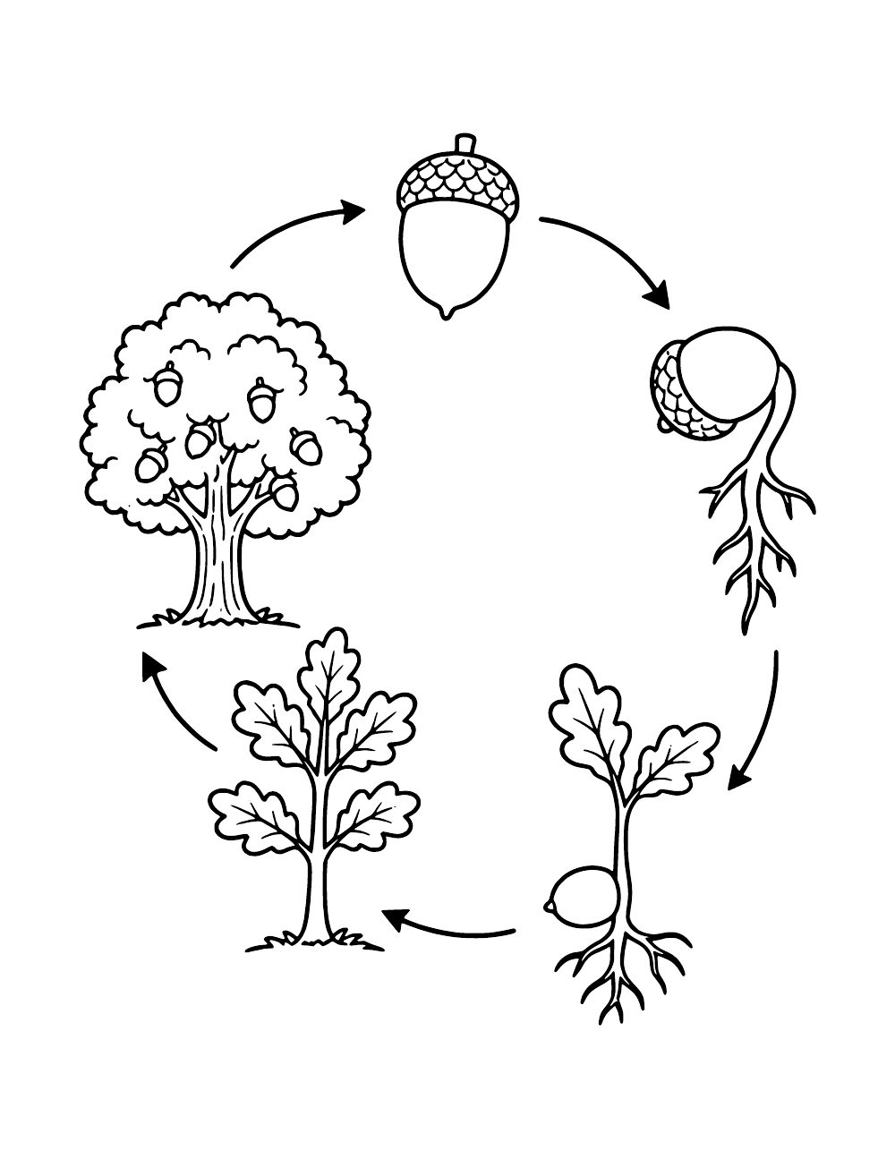 A wordless cycle showing an acorn, sprout, seedling, young tree and mature oak.