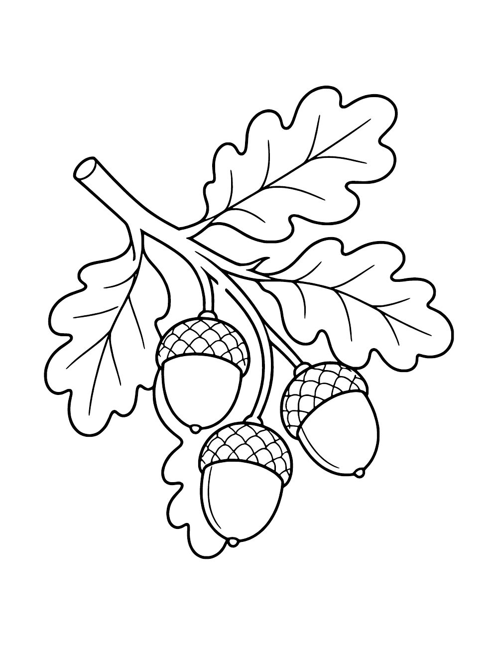 Three acorns attached to a branch with lobed oak leaves.