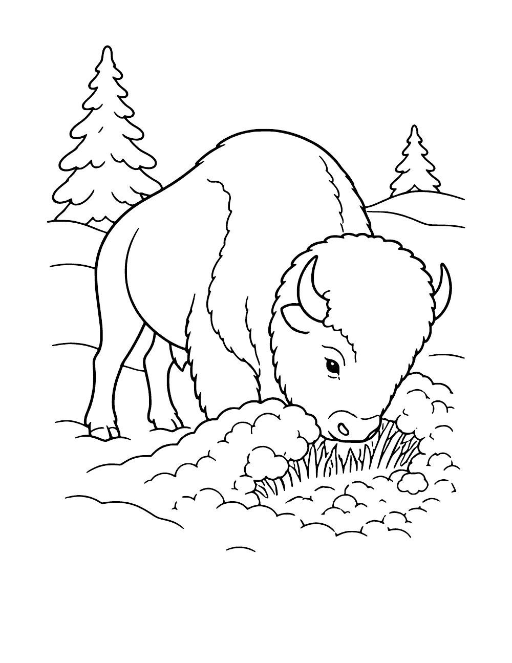 Bison pushing snow aside to reach grass, printable coloring page PDF
